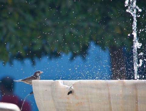 Sparrow sitting on a fountain