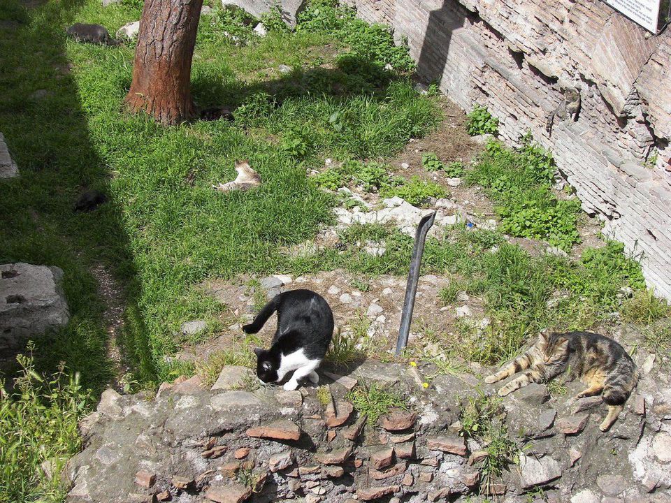 Cats chill in Largo di Torre Argentina in Rome. You can even do a distant adoption of these cats through the Torre Argentina Cat Sanctuary's foundation. Image via Wikimedia under a Creative Commons Attribution-Share Alive 3.0 Unported License.